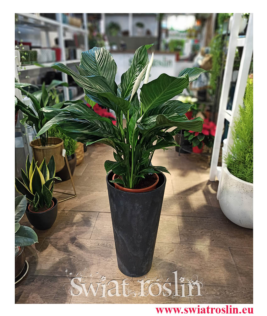 rośliny Kraków, sklep z roślinamiw Krakowie, Skrzydłokwiat, Spathiphyllum Sweet Lauretta, Skrzydłokwiat Sweet Lauretta
