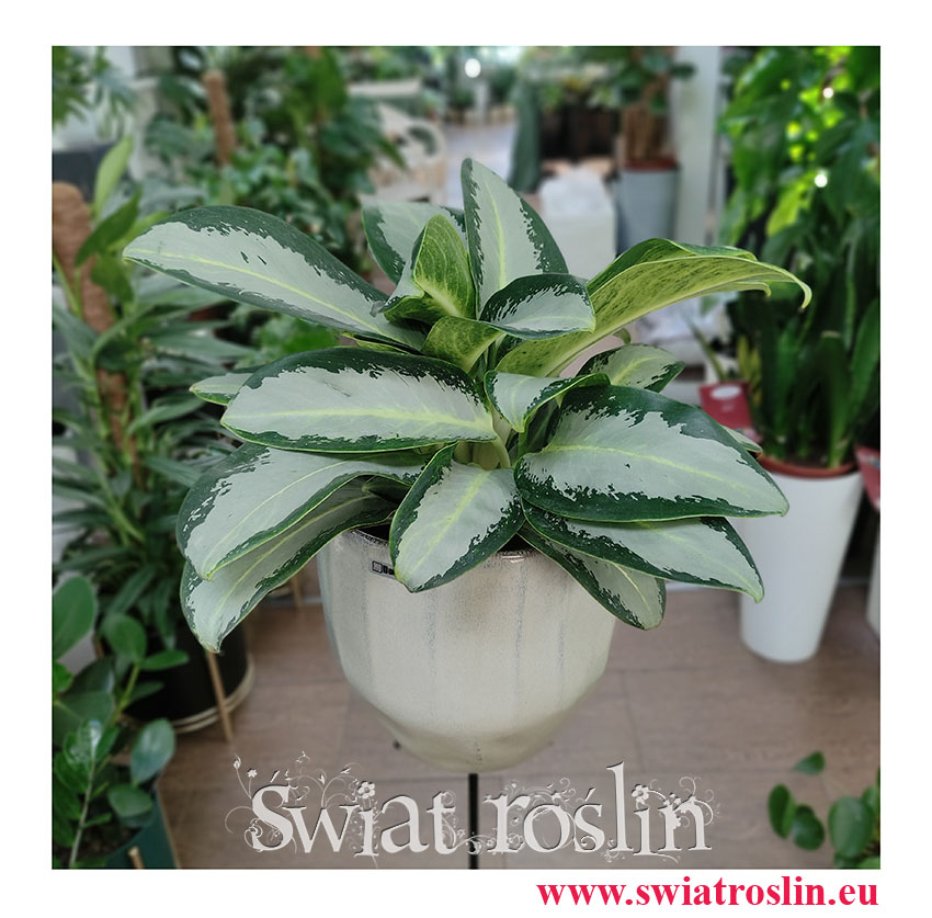 Aglaonema Aquamarina, Aglonema Aquamarina, duże rośliny doniczkowe, wielkie rośliny do domu