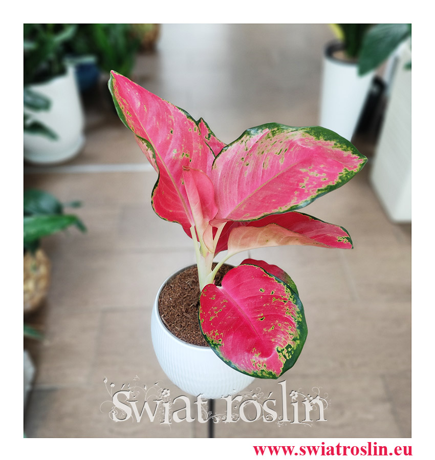 Aglaonema China Red, Aglonema China Red, Aglonema, roślina na zielony parapet, rośliny egzotyczne, rośliny tropikalne