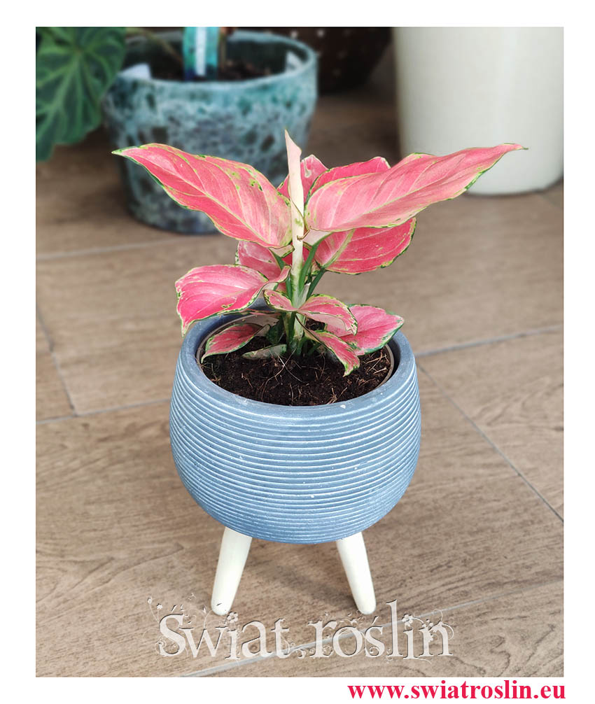 Aglaonema Pink Star, Aglonema Pink Star, Różowa aglonema, kolekcjonerskie rośliny doniczkowe, internetowy sklep z roślinami
