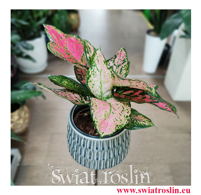 Aglaonema Spotted Star, Aglonema Spotted Star, Aglonema, rosliny doniczkowe, rośliny na zielony parapet, rośliny egzotyczne