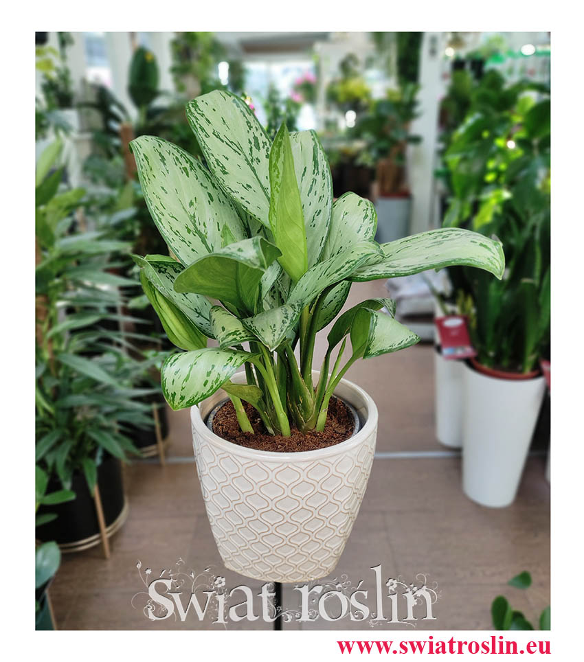 Aglonema Christina, Aglaonema Christina, modne rośliny doniczkowe, popularne rośliny doniczkowe, rośliny z insta