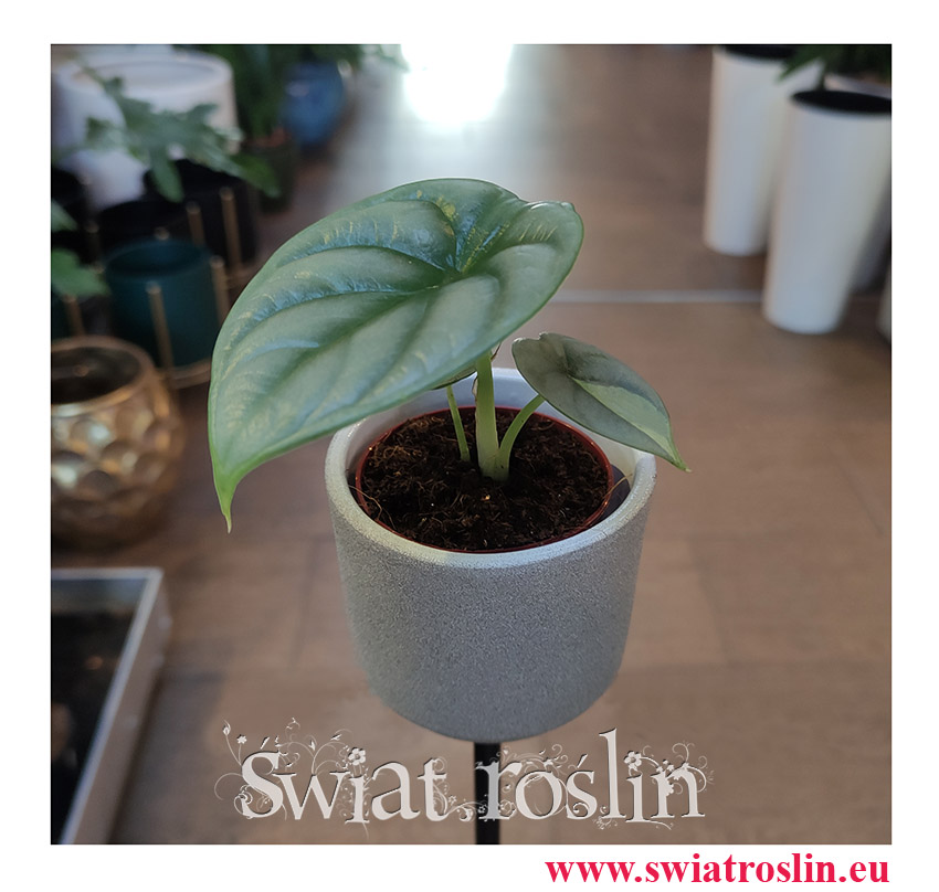 Alocasia Silver Dragon, Alokazja Silver Dragon, Zakleśń, rosliny tropikalne, rośliny egzotyczne