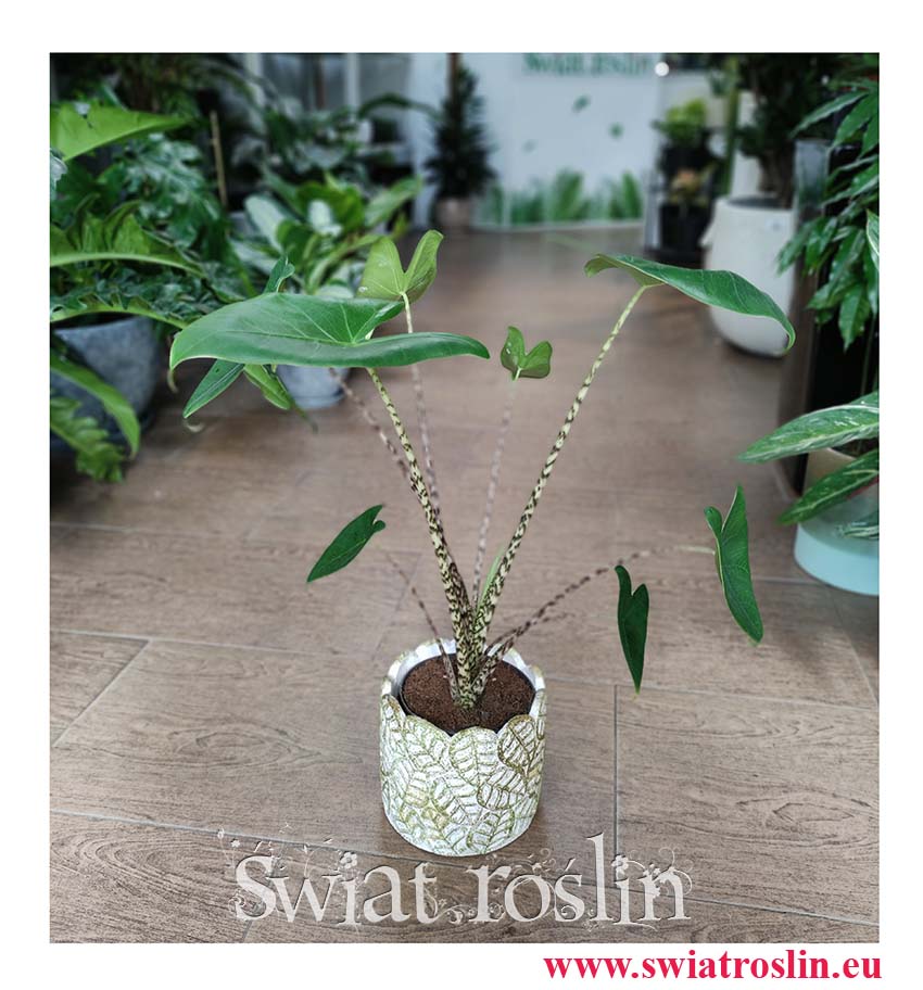 Alocasia Zebrina, Alokazja Zebrina, Zakleśń, Rośliny do biura, rosliny do firmy, sklep z roślinami doniczkowymi