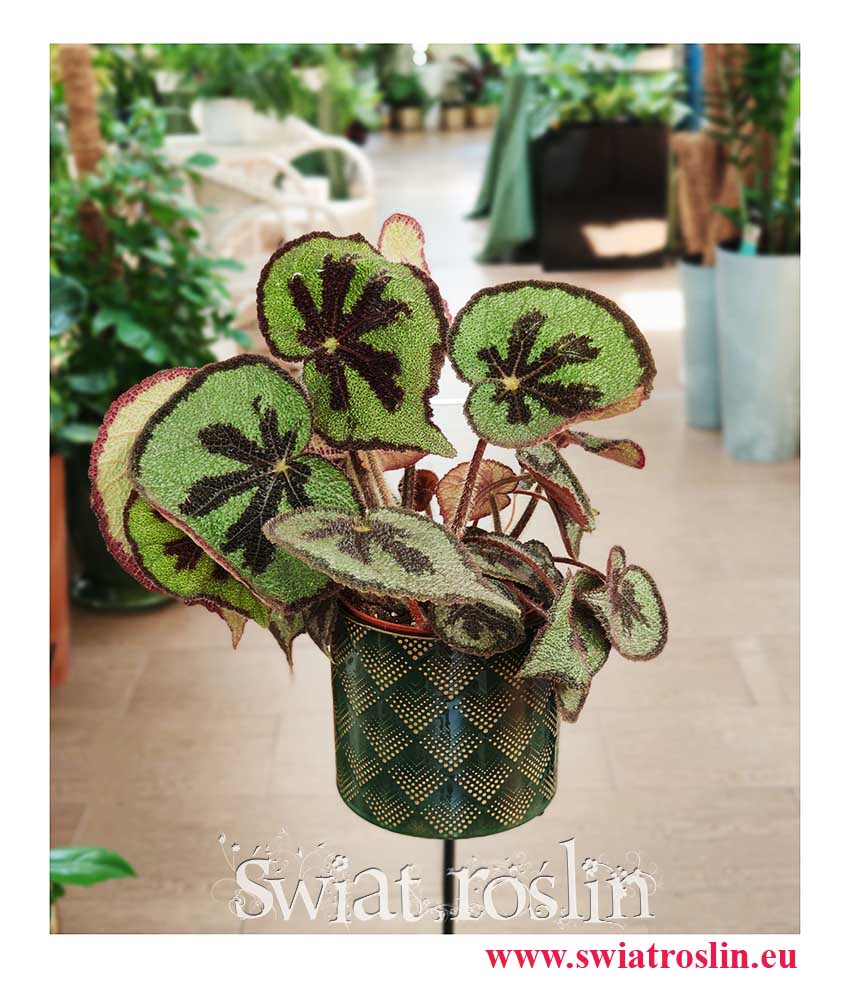 Begonia Masonia Mountain, sklep z roslinami, internetowy sklep z roślinami, sklep z roślinami online