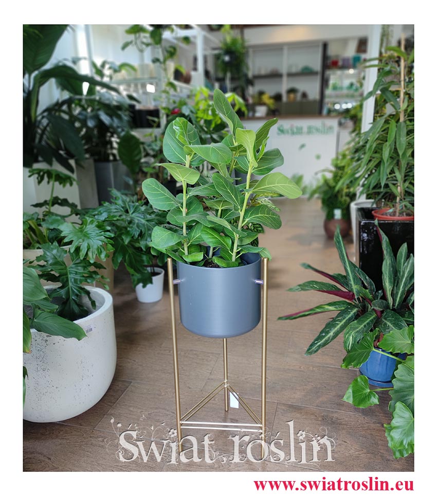Fikus Bengalski Sunshine, Ficus Benghalensis Sunshine, Figowiec Bengalski Sunshine, Ficus Bengalski Sunshine, rośliny egzotyczne do wnętrz