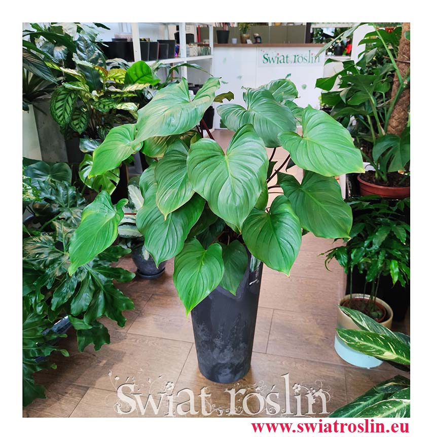 Homalomena rubescens Maggy, Czermiówka Czerwieniejąca, duże rośliny doniczkowe