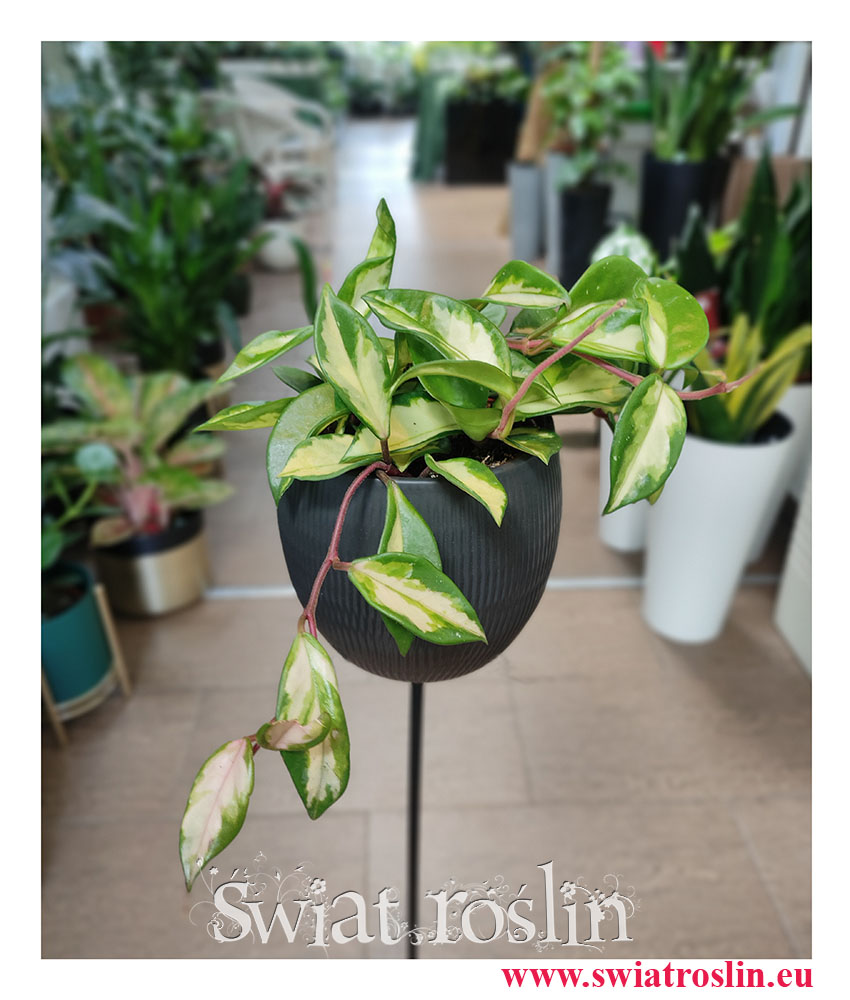 Hoya Carnosa Tricolor, Hoja Carnosa Tricolor, Woskownica, rośliny tropikalne, rośliny egzotyczne