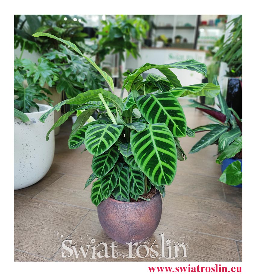 Kalatea Zebrina, Calathea Zebrina, Ostrzeszyn, Duża roslina doniczkowa, popularna roślina doniczkowe, modna roślina doniczkowa
