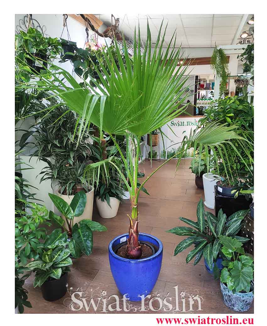 Palma Washingtonia Robusta, Palma Waszyngtonia Robusta, Washingtonia Robusta, Waszyngtonia Robusta, duże roślny doniczkowe