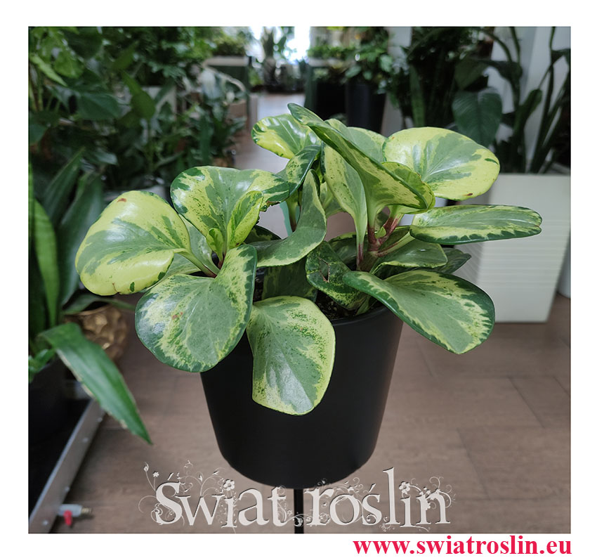 Peperomia Obtusifolia Golden Gate, Peperomia Tępolistna, Pieprzówka, rośliny egzotyczne, rośliny do biura, rośliny na parapet