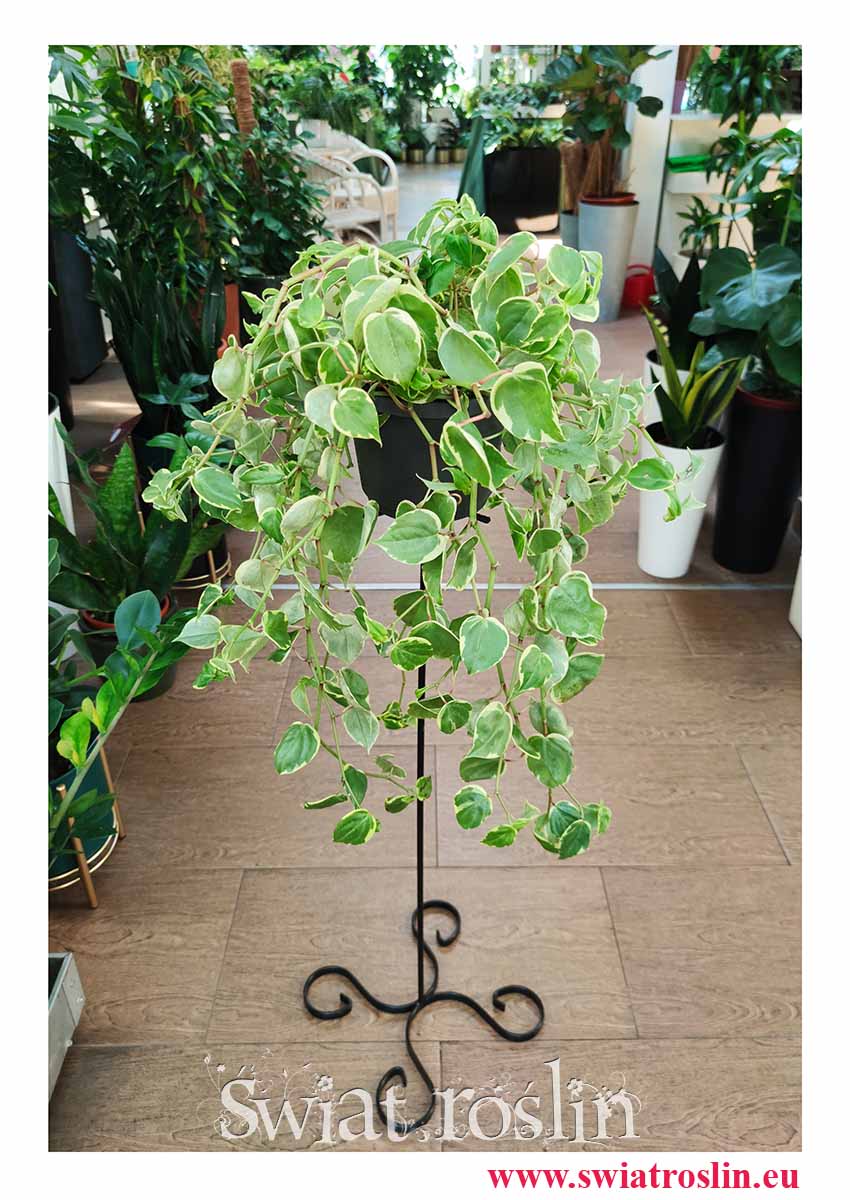 Peperomia Scandens Variegata, sklep z roślinami online, internetowy sklep z roślinami