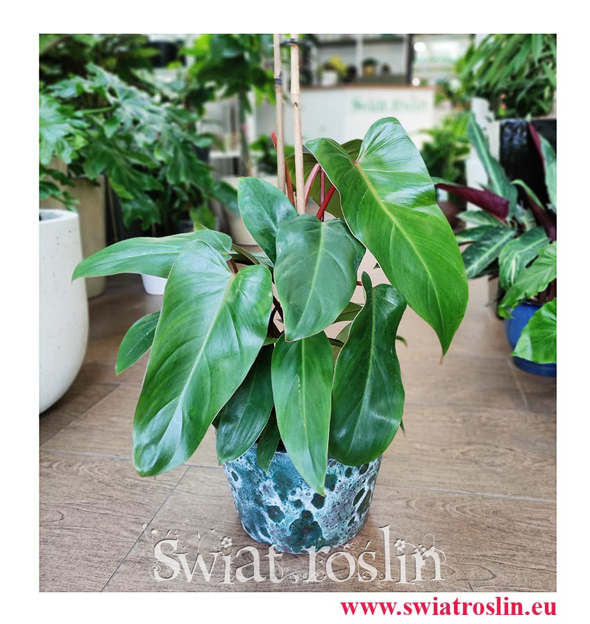 Philodendron Red Twins, Filodendron Red Twins, pnącze, tropikalne pnącza, egzotyczne pnącza, sklep online