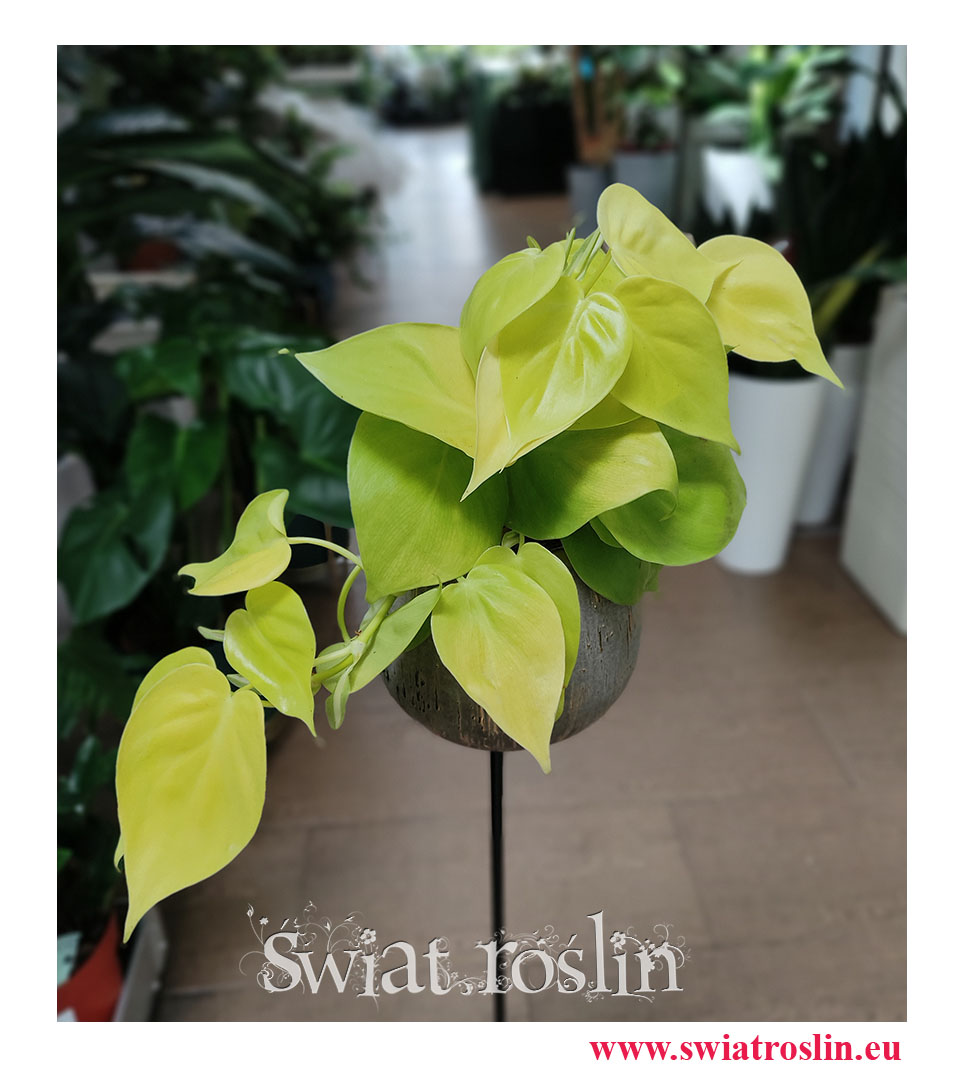Philodendron Scandens Lime, Filodendron Scandens Lime, Philodendron Hederaceum, Filodendron Hederaceum, rośliny kolekcjonerskie