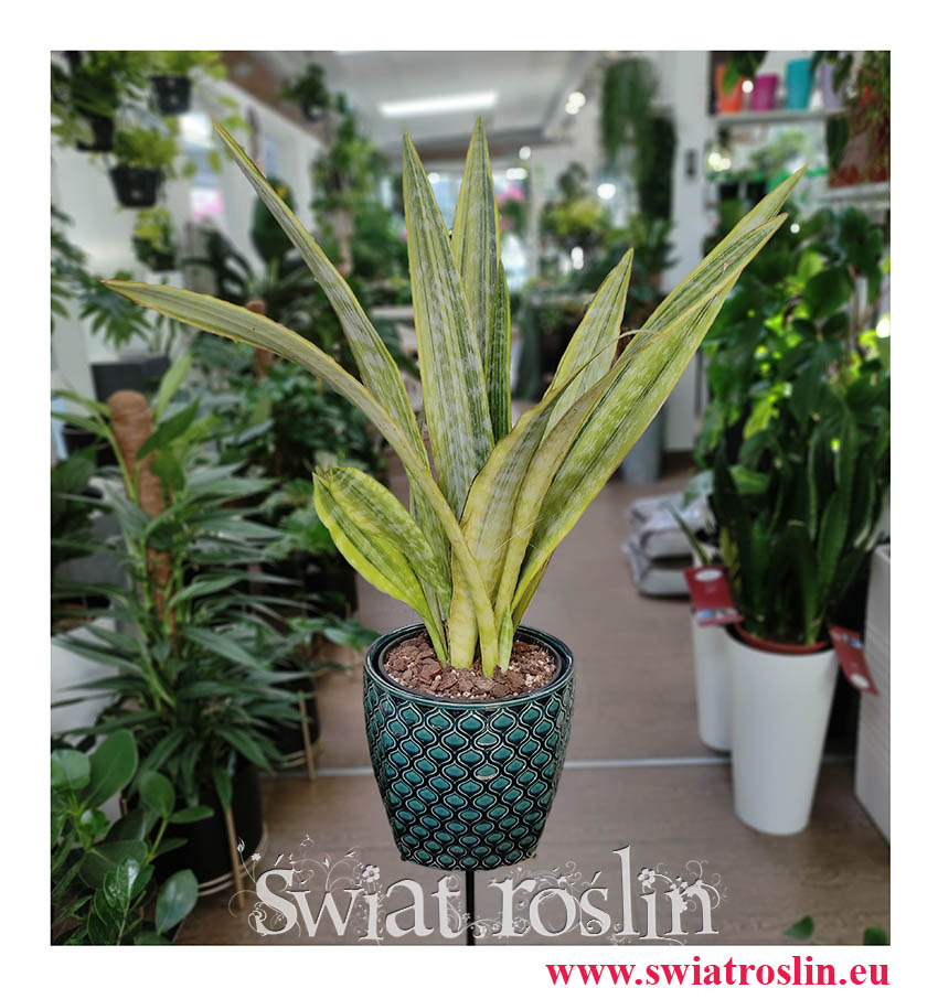 Sansevieria Lauren, Sansewieria Lauren, Wężownica, duże rośliny doniczkowe, duże kwiaty doniczkowe