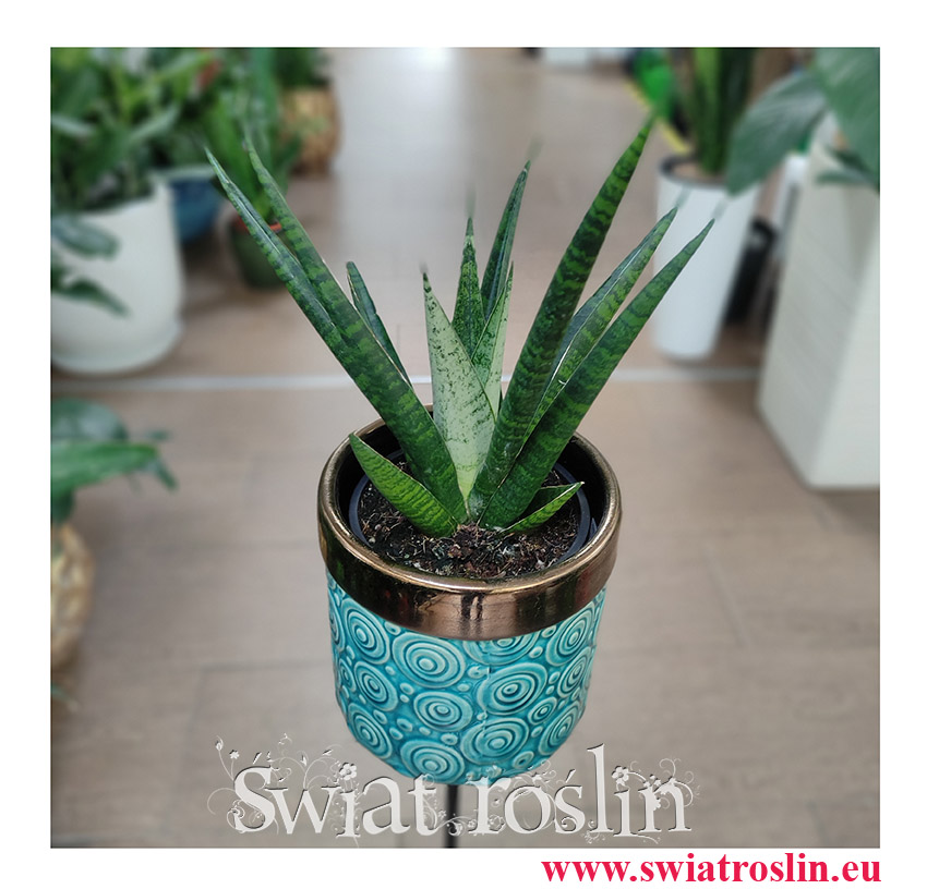 Sansevieria Queen Marble, Sansewieria Queen Marble, wężownica, rośliny egzotyczne, rośliny na zielony parapet