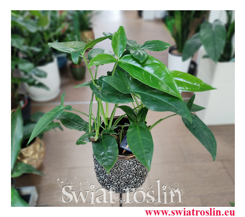 Syngonium Trileaf Wonder, Syngonium Auritum, Zroślicha Uszkowata, rosliny na zielony parapet, rośliny tropikalne