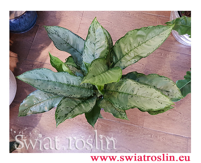 Aglaonema Freedman, Aglonema Freedman, sklep z roślinami