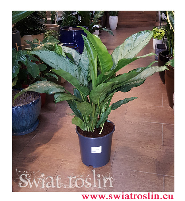Aglaonema Freedman, Aglonema Freedman