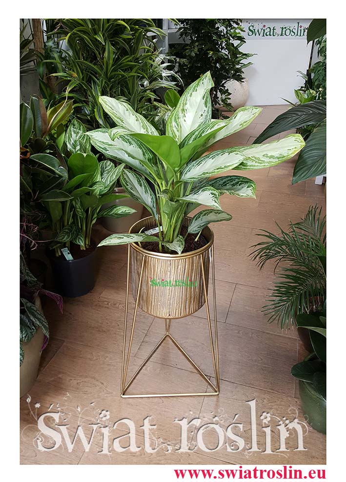 Aglaonema Silver Bay, Rośliny Doniczkowe