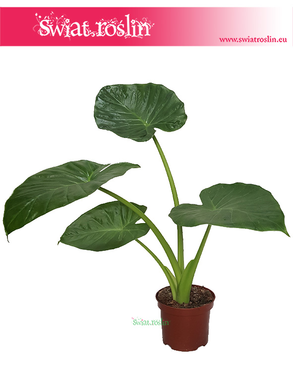 Alokazja Calidora, Alocasia Calidora