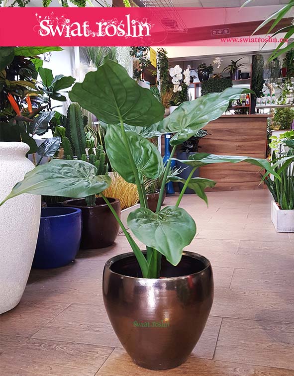 Alokazja Cucullata, Alocasia Cucullata, sklep z roślinami, świat roślin, rośliny kraków