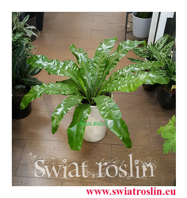 Asplenium Antiquum, Zanokcica, Kwiaty doniczkowe, rosliny doniczkowe, sklep z roslinami kwiatami doniczkowymi, Kraków rośliny