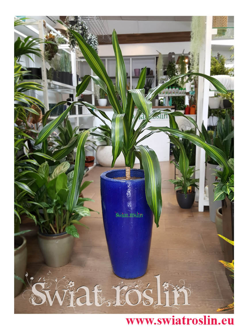 Dracena Burley, Draceana Burley, świat roślin, kwiaty doniczkowe
