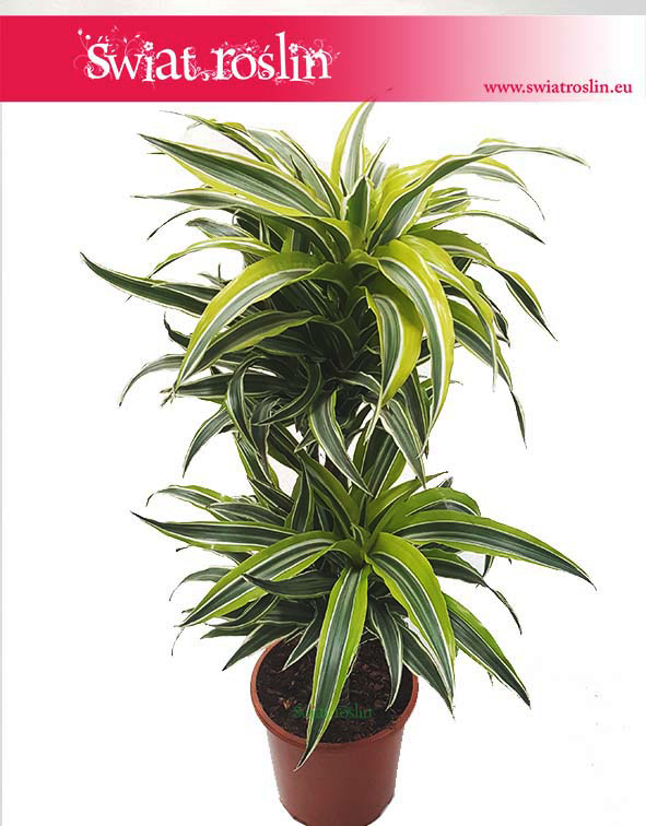 Dracena zwarta Lemon Lime, Dracaena compacta Lemon Lime, Smokowiec, Świat Roślin, rosliny doniczkowe Kraków, sklep internetowy, Rośliny Kraków, sklep online