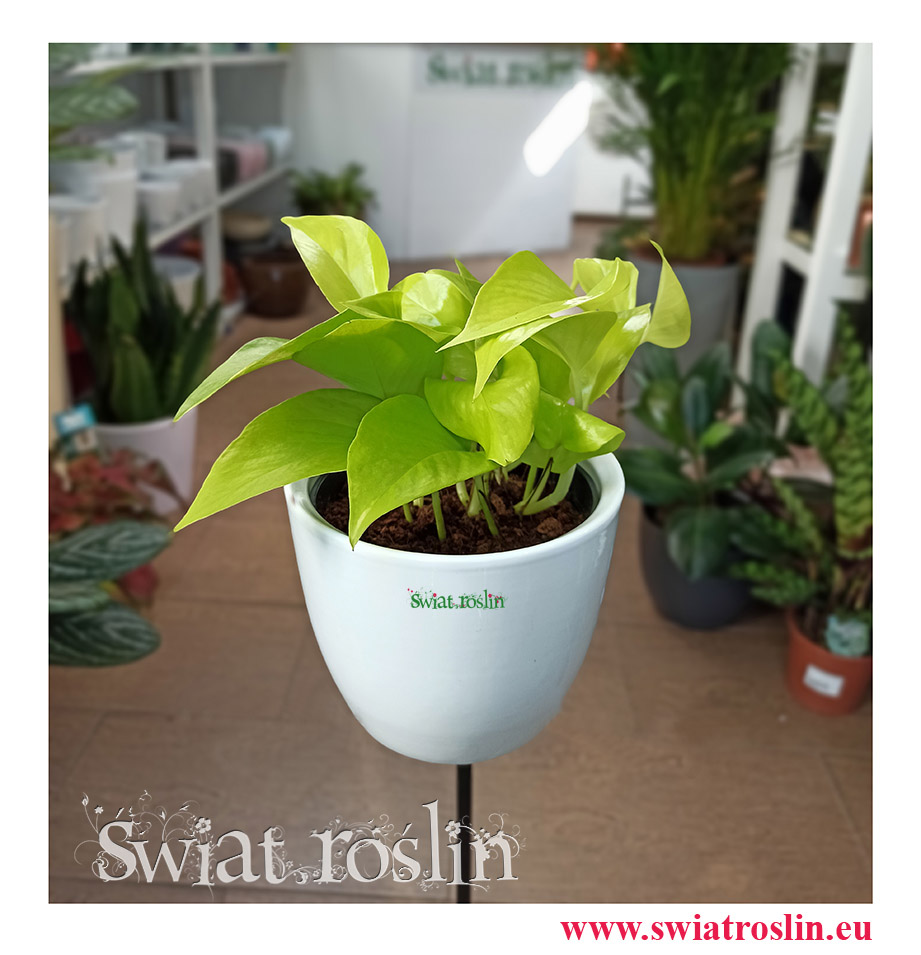 Epipremnum, Scindapsus, Scindapsus Golden Pothos, Epipremnum Golden Pothos, Scindapsus Neon, Epipremnum Neon, Lemon Neon, Kwiaty rosliny doniczkowe