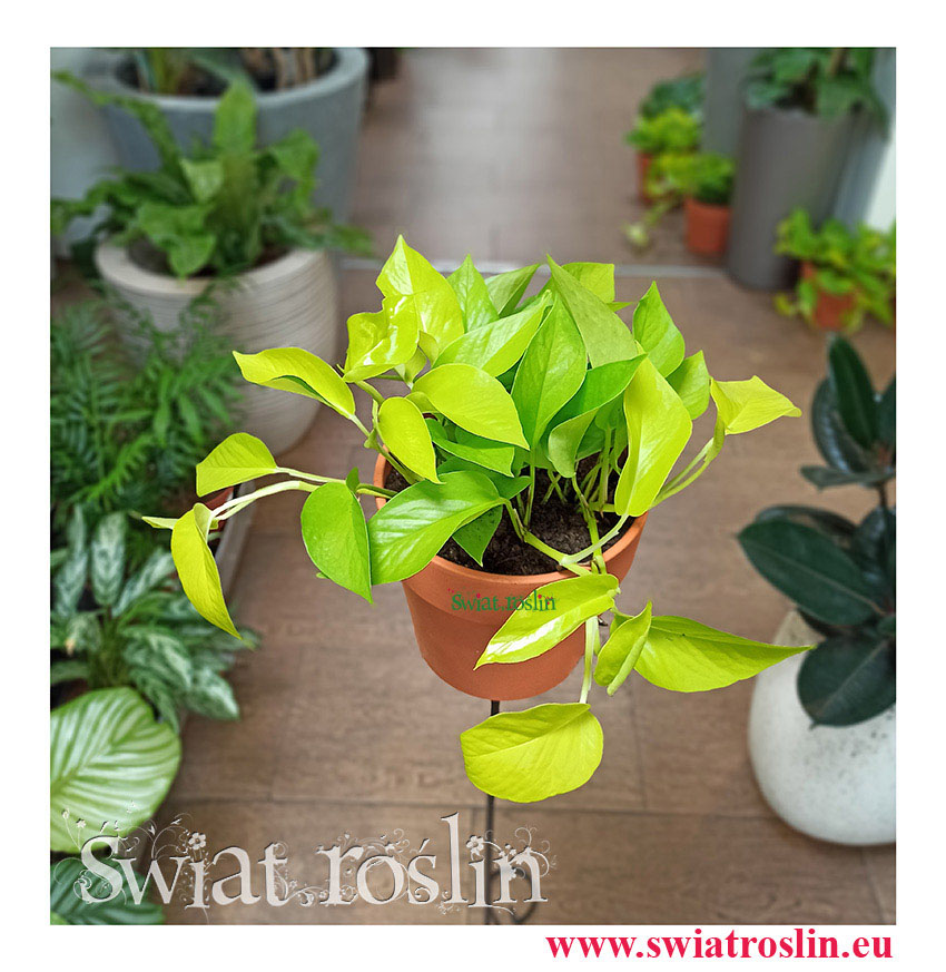 Epipremnum, Scindapsus, Scindapsus sklep, Epipremnum sklep, Neon, Lemon Neon, golden photos