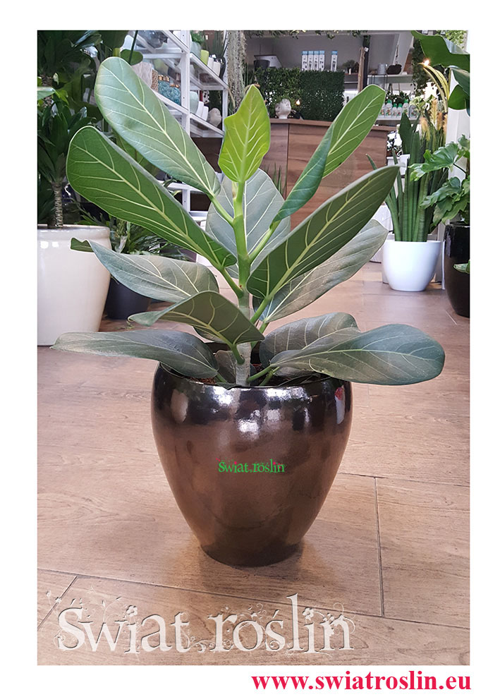 Fikus Bengalski Audrey, Ficus Benghalensis Audrey, Figowiec Bengalski Audrey, Ficus Bengalski Audrey