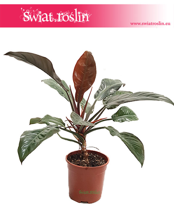 Filodendron Czerwieniejący, Philodendron Imperial Red 1