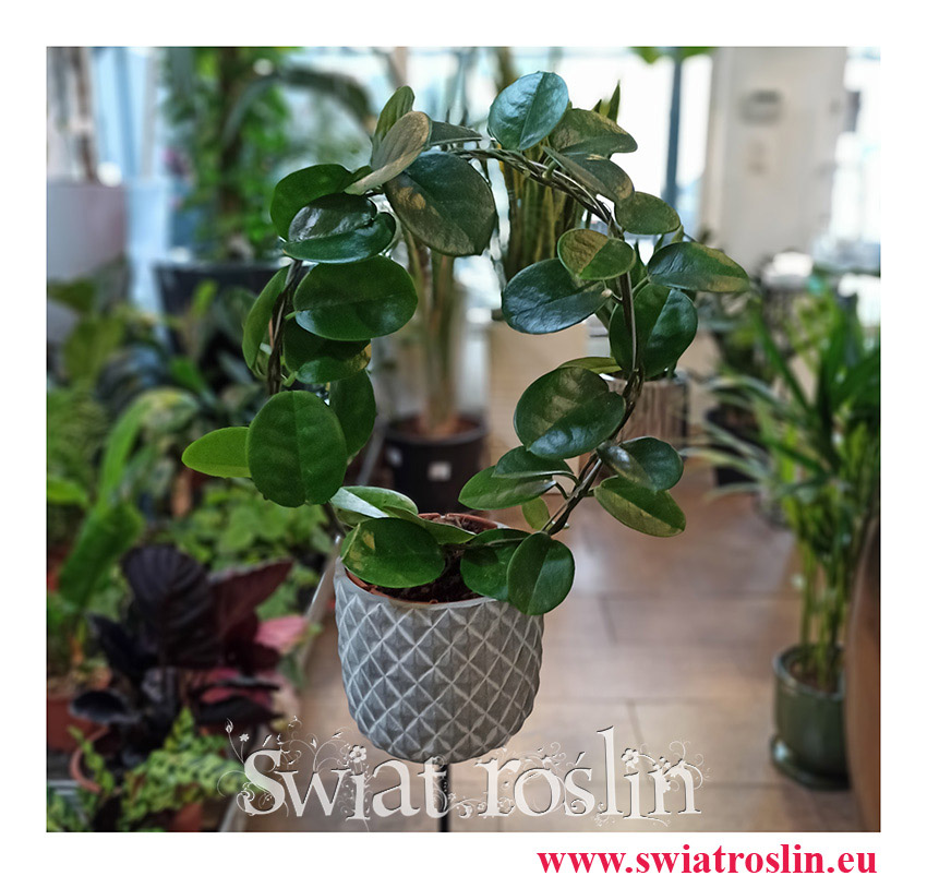 Hoja Australijska, Hoya Australis, Woskownica, rośliny doniczkowe, kwiaty doniczkowe, sklep z roślinami