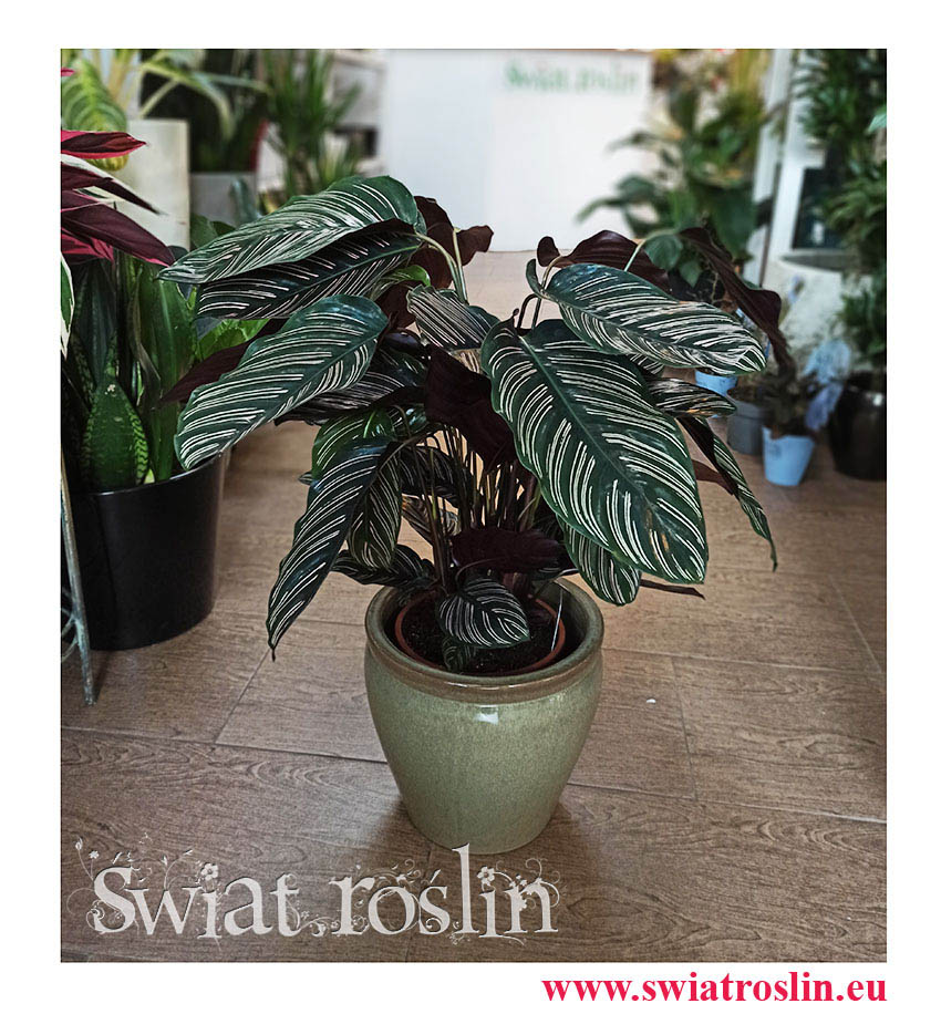 Kalatea Ornata, Calathea Ornata, internetowy sklep z roślinami doniczkowymi, wysyłka roślin, rośliny Kraków