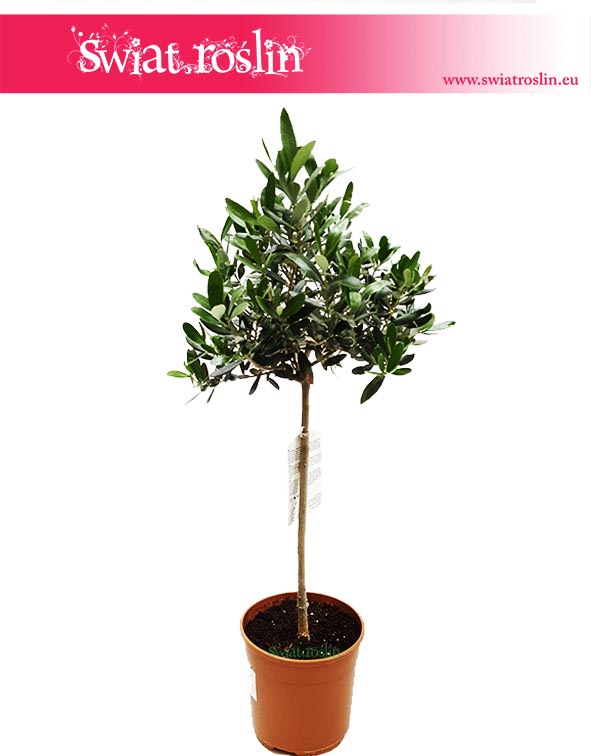 Oliwka europejska, Olea Europaea, Oliwka, Drzewko Oliwne, Drzewko Oliwkowe 2
