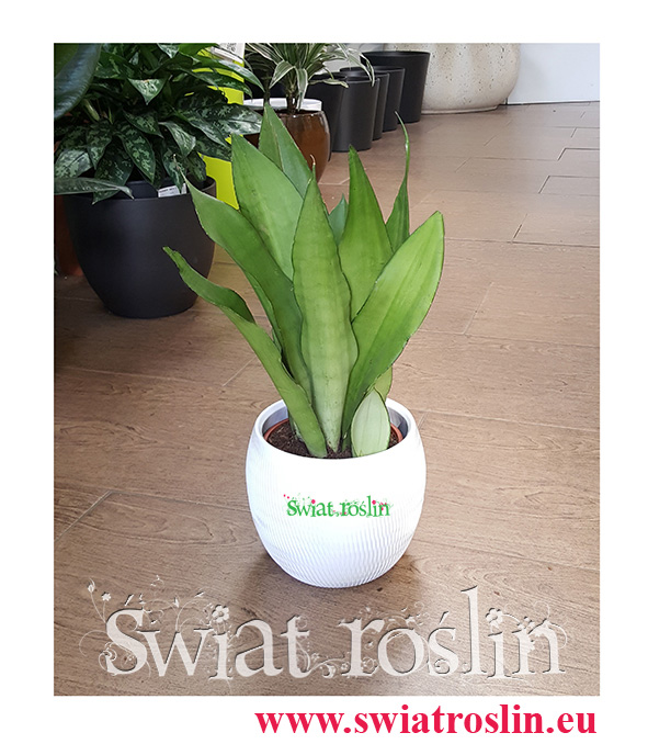 Sansevieria Moonshine, Wężownica, Sansewieria Moonshine, Kwiaty doniczkowe sklep, Świat Roślin, rośliny doniczkowe, kraków rośliny, sklep z roślinami