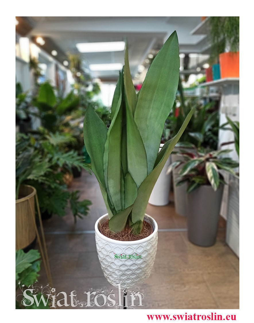 Sansevieria Moonshine, Wężownica, Sansewieria Moonshine, rosliny Kraków, sklep z roslinami doniczkowymi, rośliny do hotelu