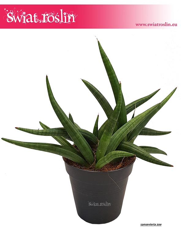 Sansevieria Zoe, Wężownica, Sansewieria Zoe, sklep z kwiatami doniczkowymi, wysyłka roślin, modne rosliny, do salonu