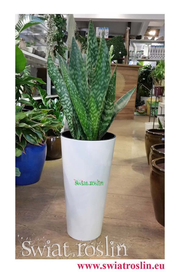 Sansewieria Aubrytiana, Wężownica, Sansevieria Aubrytiana, rośliny doniczkowe, sklep z roślinami