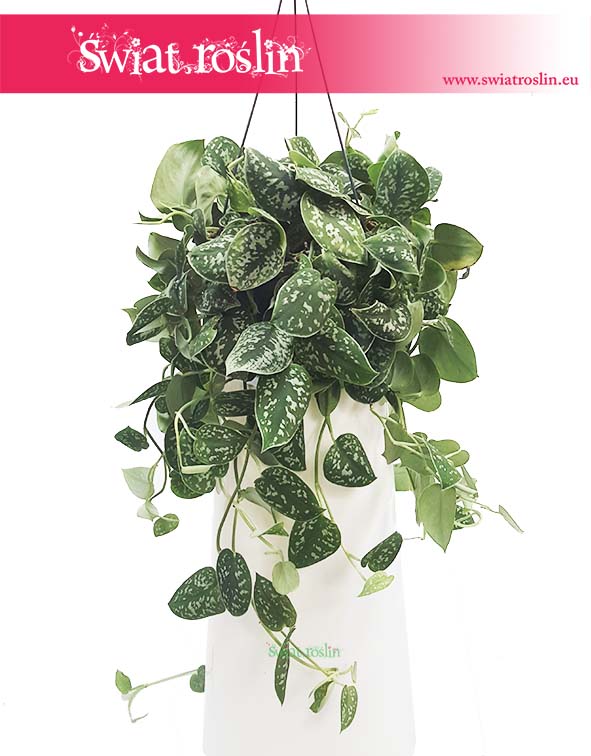 Scindapsus Pstry, Scindapsus Pictus, Epipremnum Pstre, Epipremnum Pictus, rosliny do biura, do firmy, do hotelu