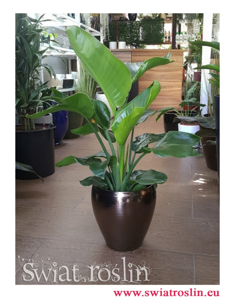 Strelicja Nicolai, Strelitzia Nicolai, Strelicja biała rajski ptak, duże rosliny do biura
