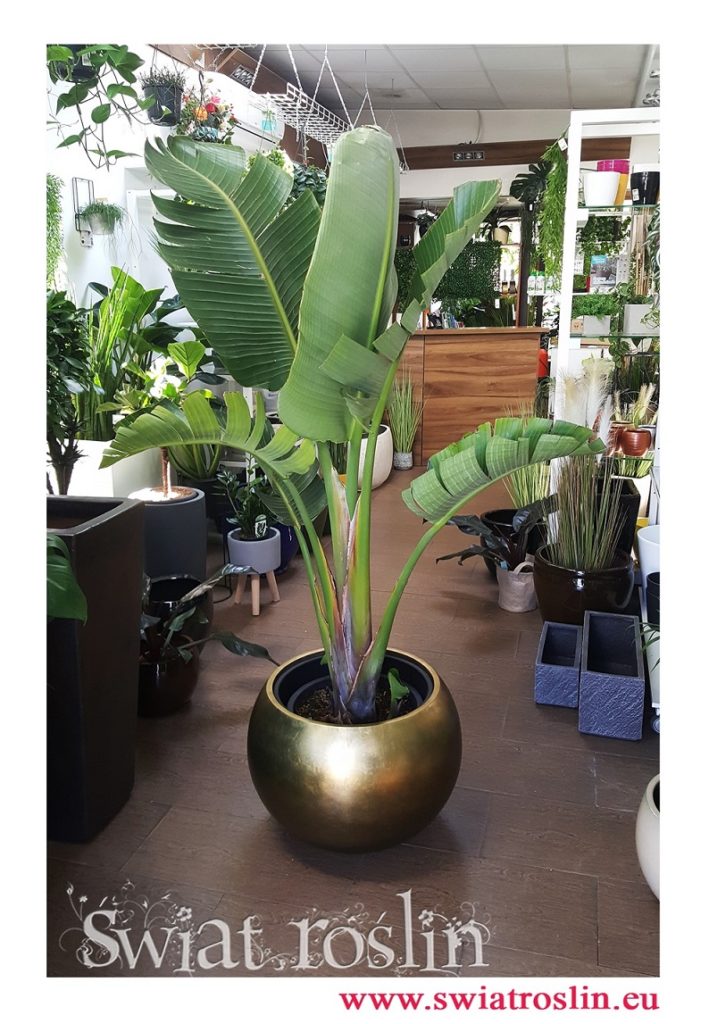 Strelicja Nicolai, Strelitzia Nicolai, Strelicja biała rajski ptak