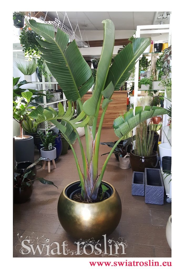 Strelicja Nicolai, Strelitzia Nicolai, Strelicja biała rajski ptak, duże rosliny doniczkowe, do firmy, hotelu