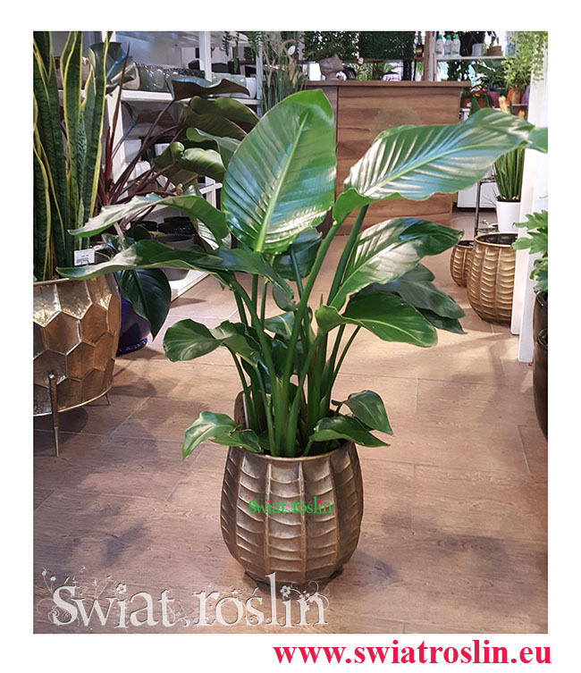 Strelicja Nicolai, Strelitzia Nicolai, Strelicja biała