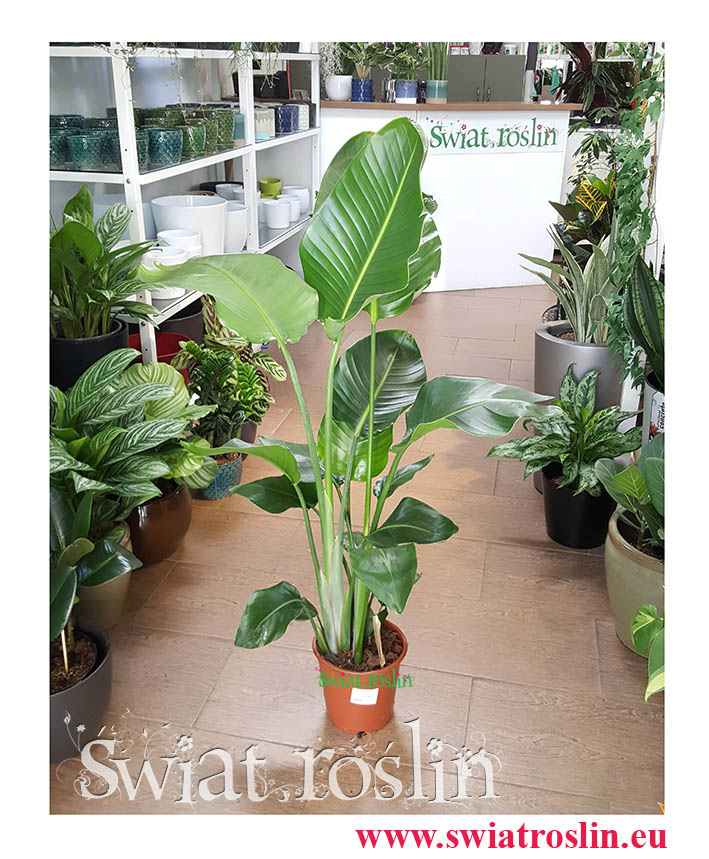 Strelitzia Nicolai, Strelicja Nicolai, Strelicja Biała, kwiaty doniczkowe