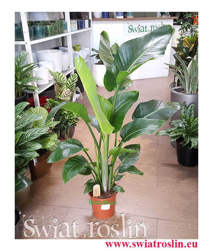 Strelitzia Nicolai, Strelicja Nicolai, Strelicja Biała, rośliny doniczkowe