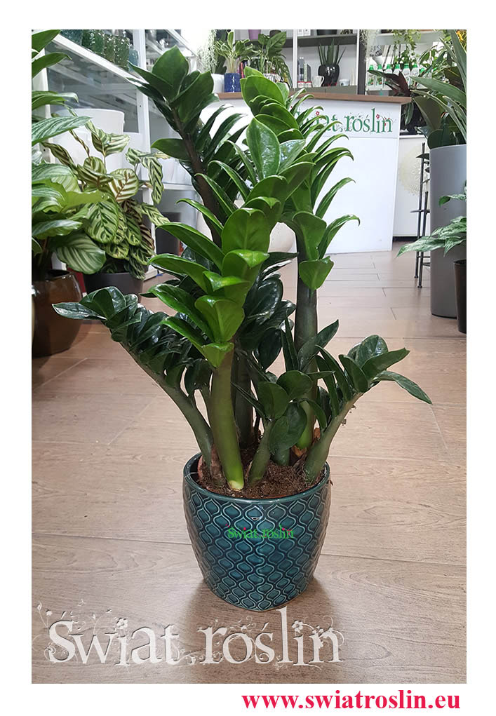 Zamiokulkas Zenzi, Zamioculcas Zenzi, kwiaty doniczkowe, rośliny doniczkowe
