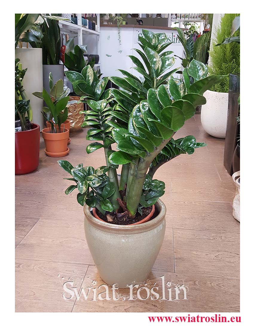 Zamiokulkas Zenzi, Zamioculcas Zenzi, popularne rośliny doniczkowe, sklep online