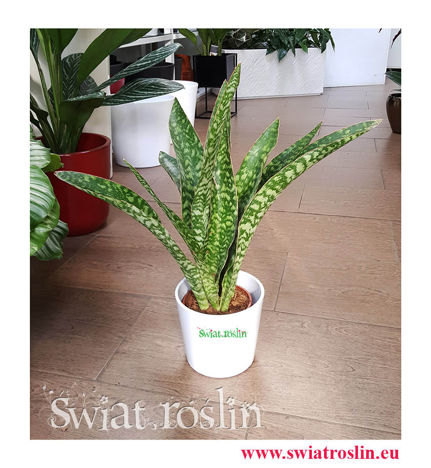 Kwiaty doniczkowe, Cissus Rombolistny Ellen Danica, Cisus Rombolistny Ellen Danica, rośliny doniczkowe Kraków
